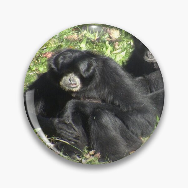 Item preview, Two cute Siamang sitting designed and sold by aligata1970.