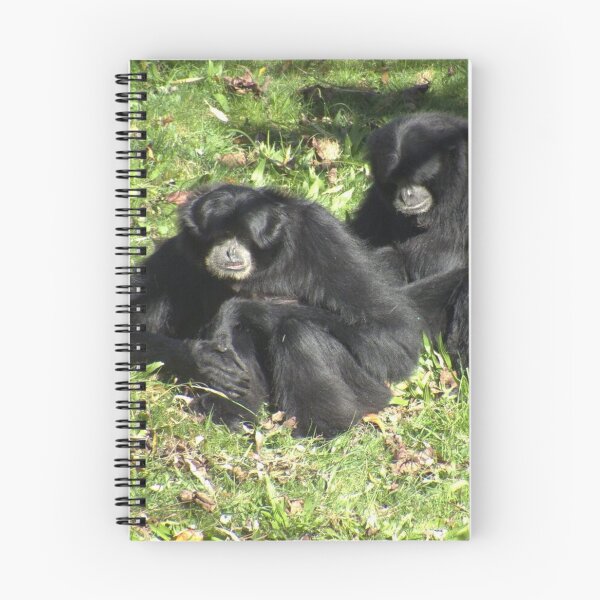 Item preview, Two cute Siamang sitting designed and sold by aligata1970.