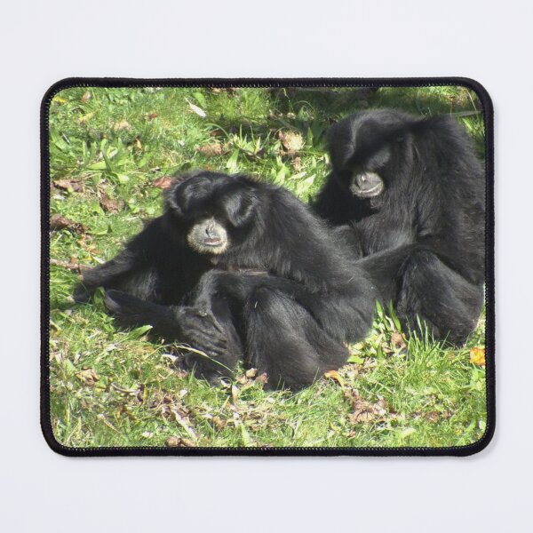 Item preview, Two cute Siamang sitting designed and sold by aligata1970.