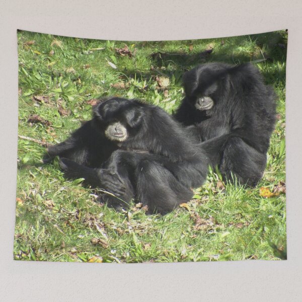 Item preview, Two cute Siamang sitting designed and sold by aligata1970.