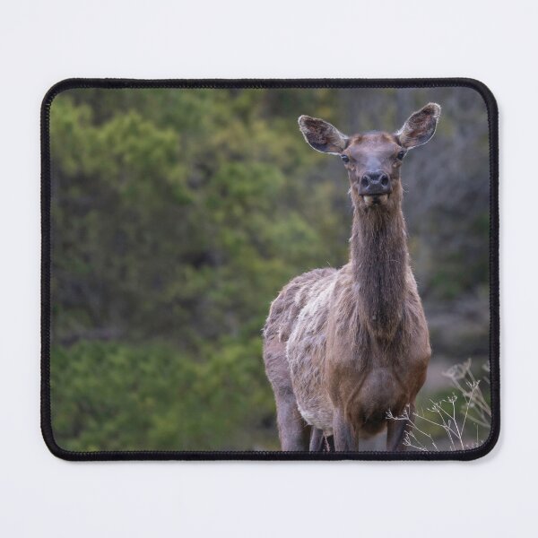 Item preview, An elk in the Forest Looking at Camera designed and sold by Don Arsenault.