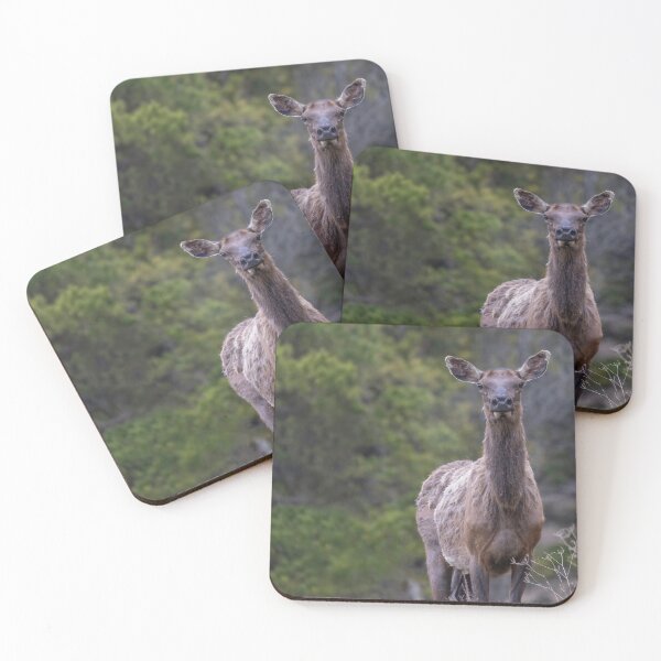 Item preview, An elk in the Forest Looking at Camera designed and sold by Don Arsenault.
