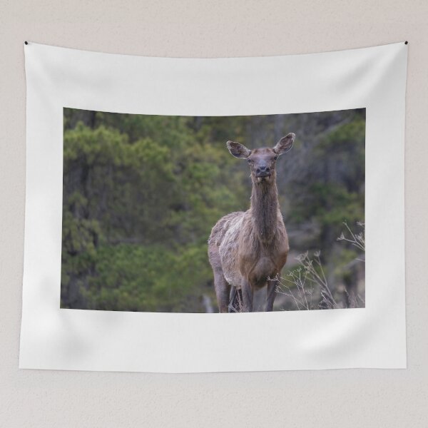 Item preview, An elk in the Forest Looking at Camera designed and sold by Don Arsenault.