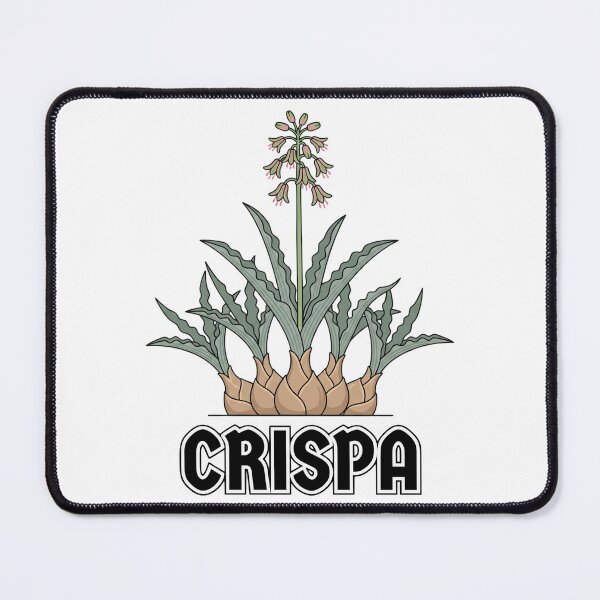 Item preview, Minimalist Ledebouria Crispa Streetwear Botanical Graphic designed and sold by GreenDivisionJP.