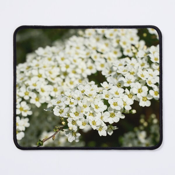 Item preview, First snow spirea. Garland Spirea designed and sold by Jouko Lehto Photography.