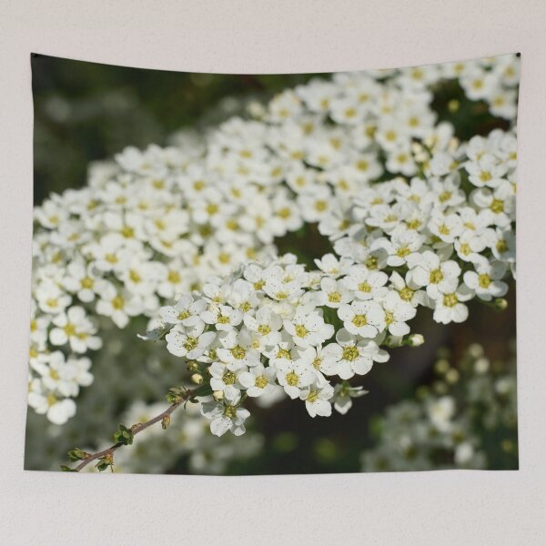 Item preview, First snow spirea. Garland Spirea designed and sold by Jouko Lehto Photography.