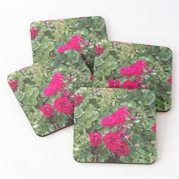Item preview, live rose bush designed and sold by holylandzreiki.