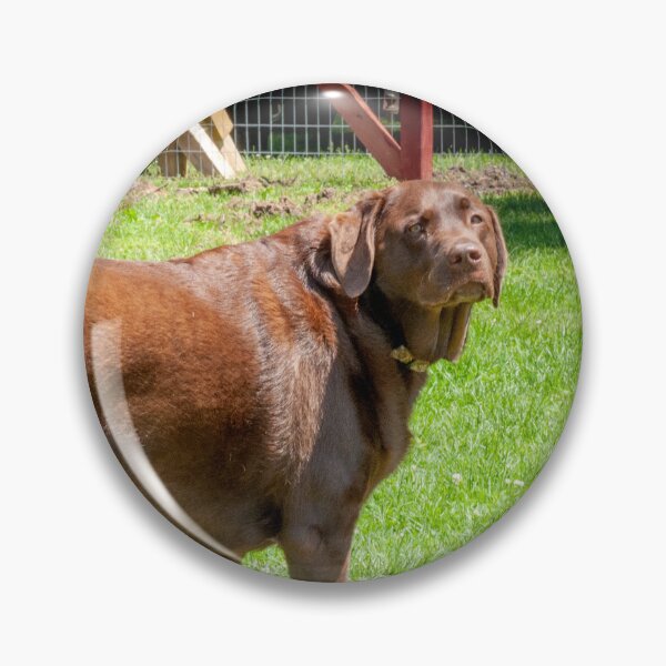 Item preview, Marley the Proud Chocolate Labrador Retriever _ 0339_mm&m designed and sold by michaelasamples.