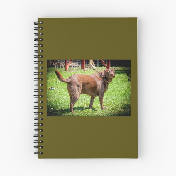 Item preview, Marley the Proud Chocolate Labrador Retriever _ 0339_mm&m designed and sold by michaelasamples.