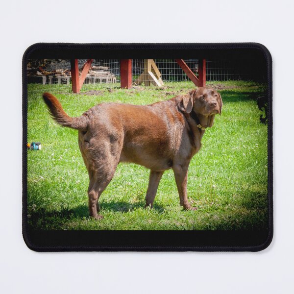 Item preview, Marley the Proud Chocolate Labrador Retriever _ 0339_mm&m designed and sold by michaelasamples.