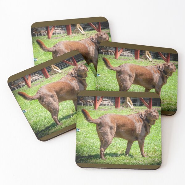 Item preview, Marley the Proud Chocolate Labrador Retriever _ 0339_mm&m designed and sold by michaelasamples.