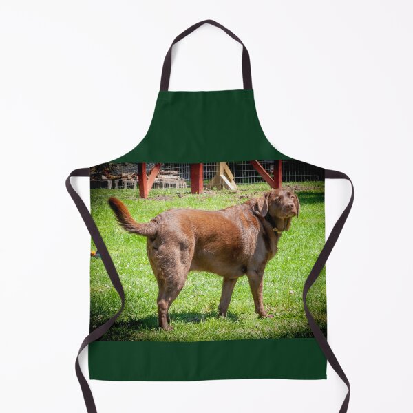 Item preview, Marley the Proud Chocolate Labrador Retriever _ 0339_mm&m designed and sold by michaelasamples.