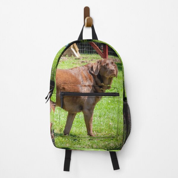 Item preview, Marley the Proud Chocolate Labrador Retriever _ 0339_mm&m designed and sold by michaelasamples.