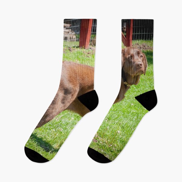 Item preview, Marley the Proud Chocolate Labrador Retriever _ 0339_mm&m designed and sold by michaelasamples.