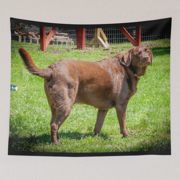 Item preview, Marley the Proud Chocolate Labrador Retriever _ 0339_mm&m designed and sold by michaelasamples.