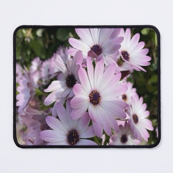 Item preview, Purple and white African daisies. designed and sold by BalkanBloom.