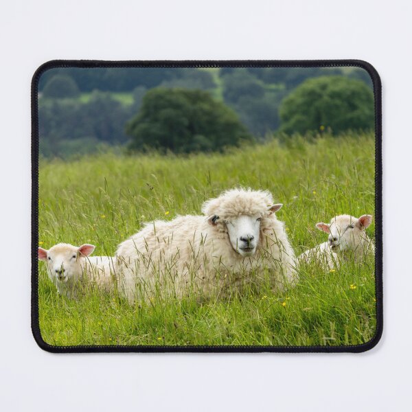 Item preview, Sheep and lambs designed and sold by Jane Stanley Photography.