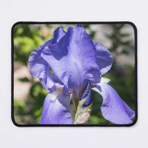 Item preview, Vibrant Purple Iris Bloom and Buds in the Sunshine designed and sold by Georgia Mizuleva.