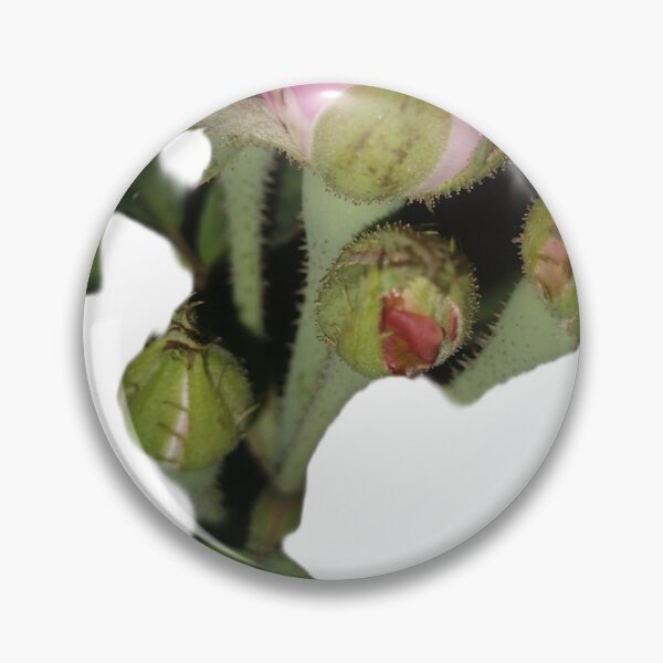 Item preview, Pink Rose Bud Sticker | Delicate Flower Photography designed and sold by Ezrabilquis7.