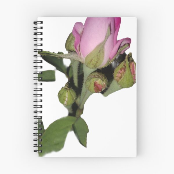 Item preview, Pink Rose Bud Sticker | Delicate Flower Photography designed and sold by Ezrabilquis7.