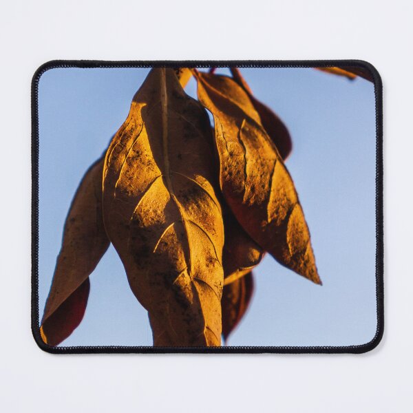 Item preview, Golden Dried Leaves Hanging From Branch in Autumn Light Close-Up Against Blue Sky designed and sold by Nmallia.