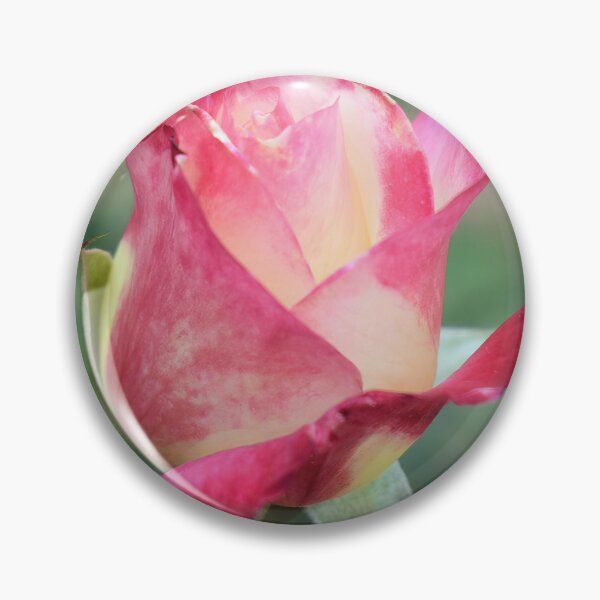Item preview, Close up of Red Rose Bud designed and sold by bertsworks300.