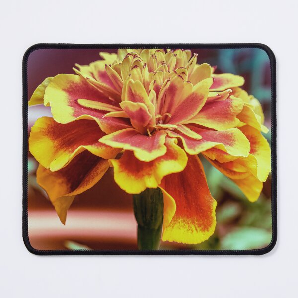 Item preview, Macro Marigold designed and sold by Tom McPherson Photography.