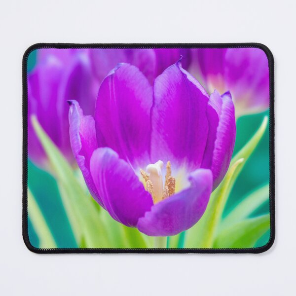 Item preview, Little Purple Tulip designed and sold by JeanKellyPhoto.