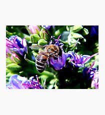 Bee on Buddleja Photographic Print