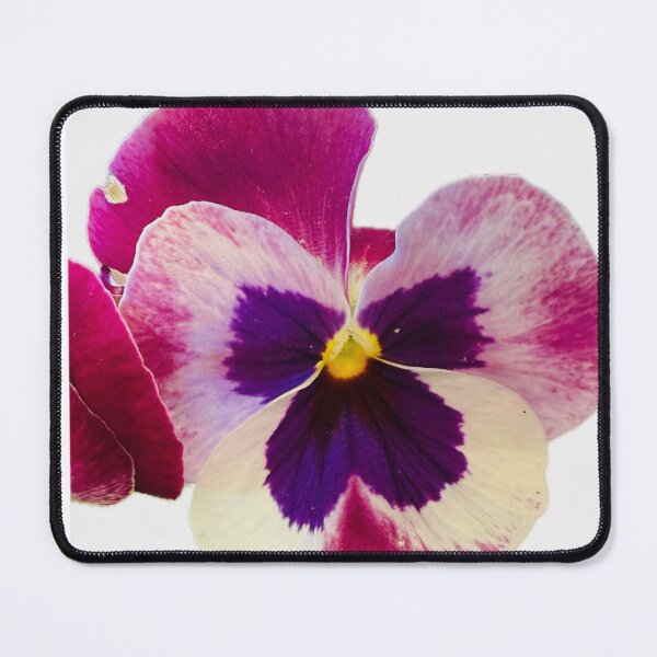 Item preview, Tricolor Purple and Cream Pansy Bloom Isolated on White designed and sold by BalkanBloom.