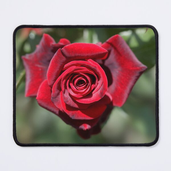 Item preview, Red rose in summer garden designed and sold by olena2552.