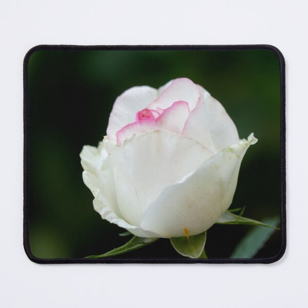 Item preview, White rose in summer garden designed and sold by olena2552.