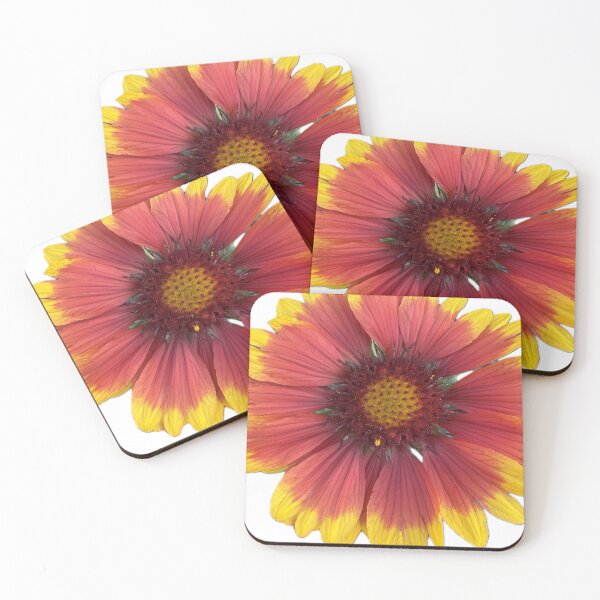 Item preview, Vibrant Gaillardia Blanket Flowers Isolated on White Background designed and sold by BalkanBloom.