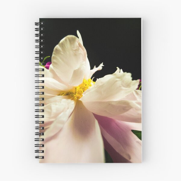 Item preview, Gentle White Peony Macro Blossom on Black Background designed and sold by Apex_Visuals.