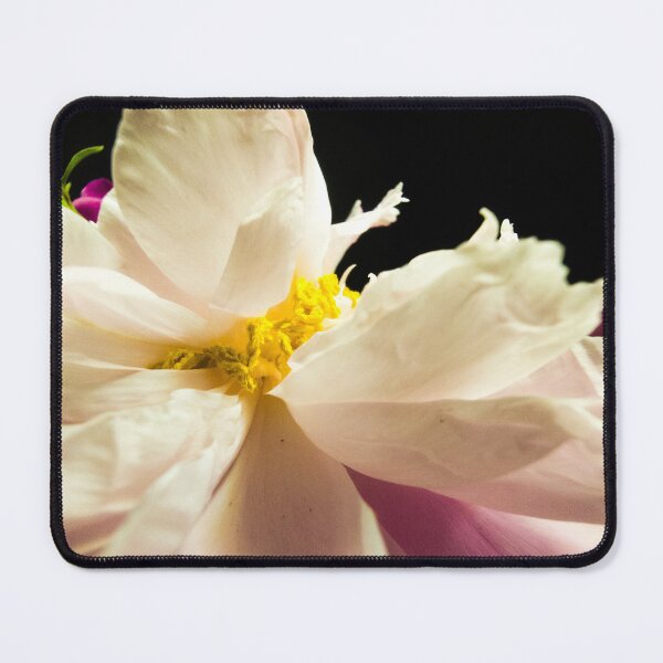 Item preview, Gentle White Peony Macro Blossom on Black Background designed and sold by Apex_Visuals.
