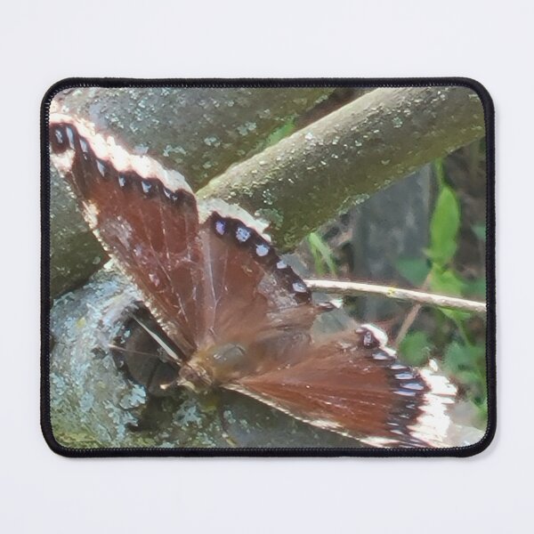 Item preview, This is a Mourning Cloak butterfly (Nymphalis antiopa), identifiable by its velvety maroon-brown wings bordered by a ragged, creamy-yellow band. designed and sold by TKUsitalo.