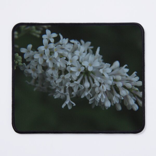 Item preview, Gooseneck Loosestrife designed and sold by Nyx190Photos.