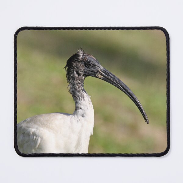Item preview, Australian White Ibis Close Up Portrait designed and sold by 27Tammy27.