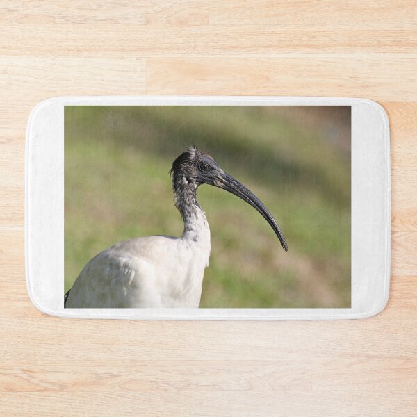 Item preview, Australian White Ibis Close Up Portrait designed and sold by 27Tammy27.