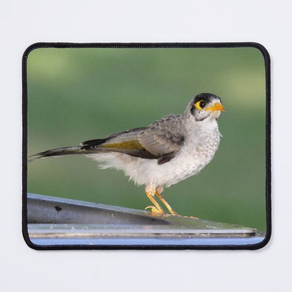 Item preview, Australian Noisy Miner Bird Standing Proud designed and sold by 27Tammy27.