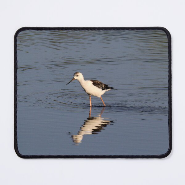 Item preview, Australian Pied Stilt Wading in Water designed and sold by 27Tammy27.