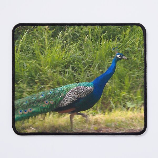 Item preview, Peacock designed and sold by swrs.
