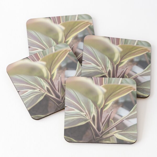 Item preview, Ti Plant_02 designed and sold by ROSE ANN BANILAR.