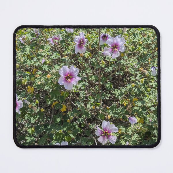 Item preview, Lavatera trimestris blooming in the sunshine designed and sold by gaohao1.