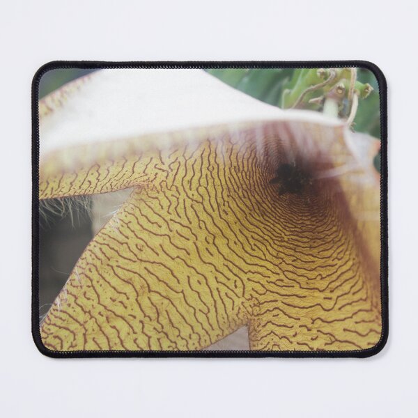 Item preview, Stapelia gigantea_02 designed and sold by ROSE ANN BANILAR.