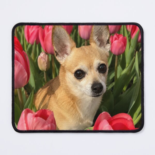 Item preview, Cute Chihuahua among pink tulips designed and sold by APDQC.