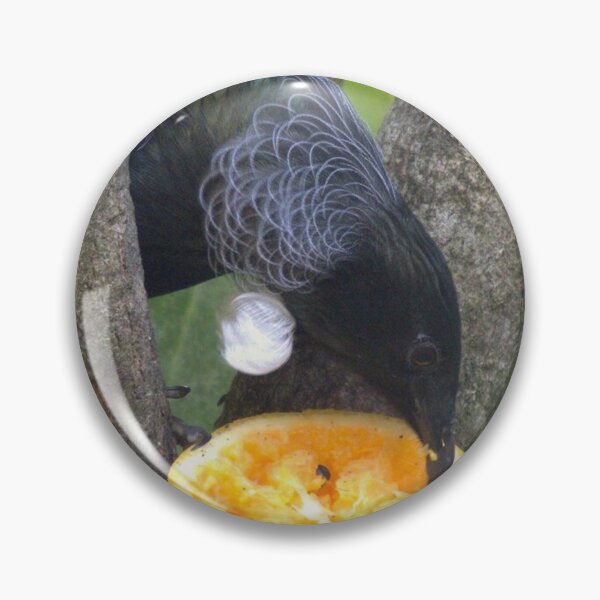 Item preview, New Zealand Native Tui designed and sold by aligata1970.