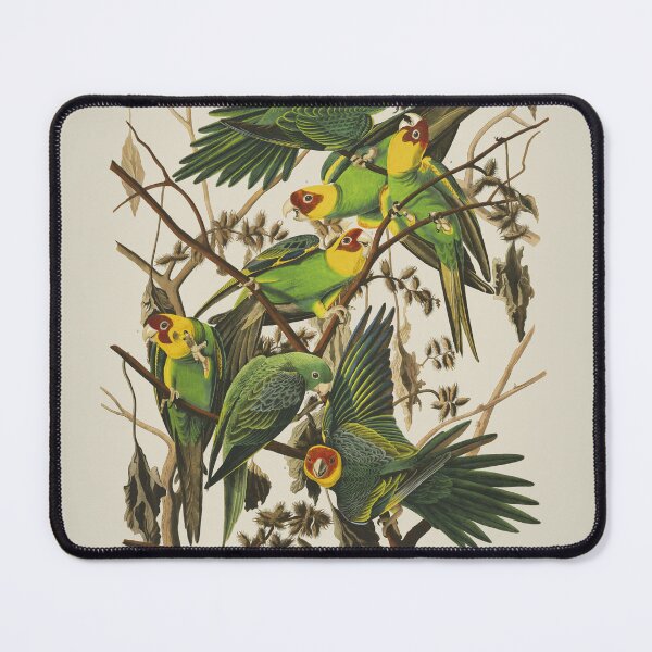 Item preview, Carolina Parrot Plate 26 (John James Audubon) designed and sold by KeriKilgo.