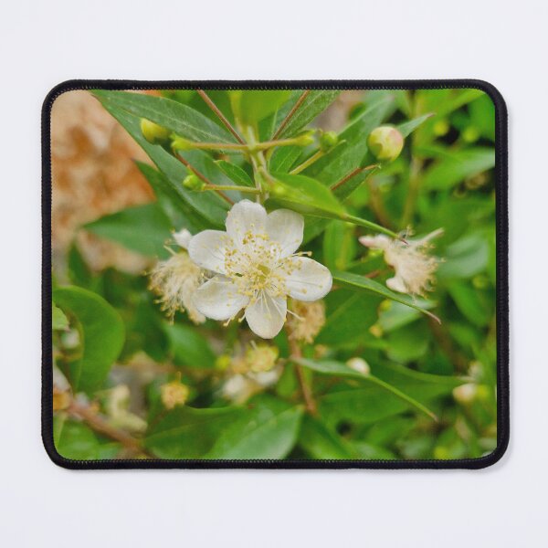 Item preview, spring bloom, common myrtle designed and sold by Lunar-Dragon.
