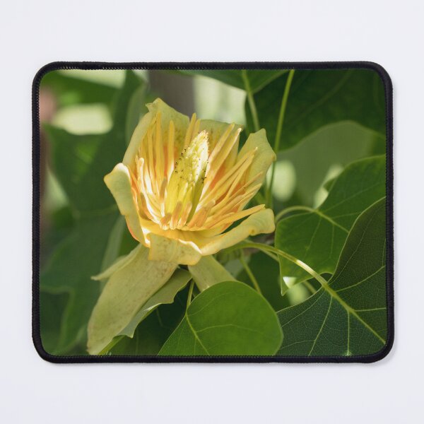Item preview, Fantastic Yellow Tulip Tree Flower Amid Lush Green Leaves designed and sold by Georgia Mizuleva.